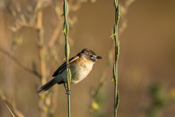 Tachurí canela polystictus pectoralis