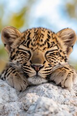 Obraz premium A baby leopard sleeping on top of a rock