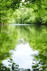 Obraz premium A body of water surrounded by trees in a forest