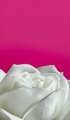 white rose bud on bright pink red background vertical wallpaper