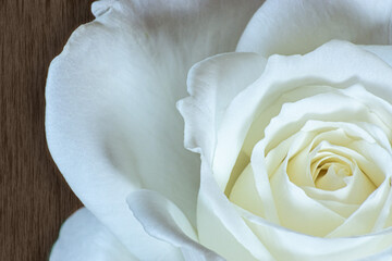 close up white rose on wood texture background to card or gift on birthday