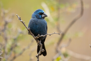 reina mora grande, cyanoloxia glaucocaerulea