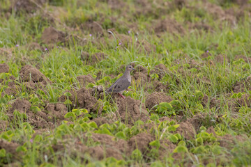 wild pigeon perched in the middle of an agricultural field with plowed land