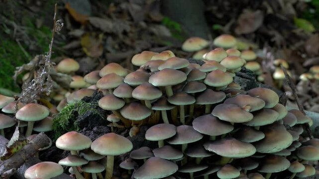 Velvet Shank in natural ambient (Flammulina velutipes) - (4K)