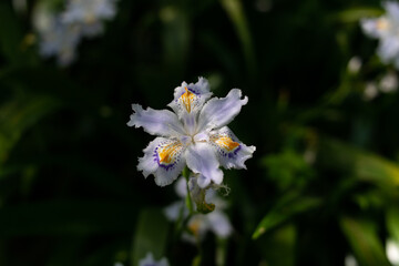 Iris