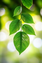 A close up of a green leaf on a tree branch