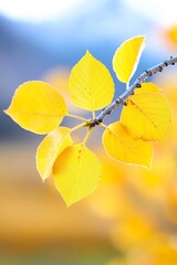 A branch of a tree with yellow leaves on it