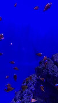 Exotic fish on a coral reef. Beautiful colored fish on a coral reef. Fish from Finding Nemo