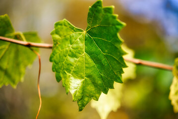 grape vine leaves with a blurred background