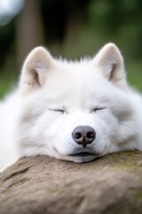 A white dog sleeping on top of a rock