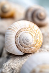 A group of seashells sitting on top of a rock