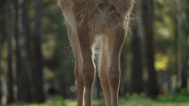 Legs and chest of Whitetail spotted roe deer close up view from below slow motion. Young true deer grazing in the wild. Whitetail sika deer walking in forest