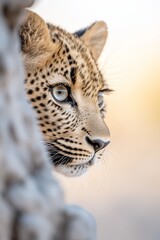 Obraz premium A close up of a leopard's face peeking out from behind a rock