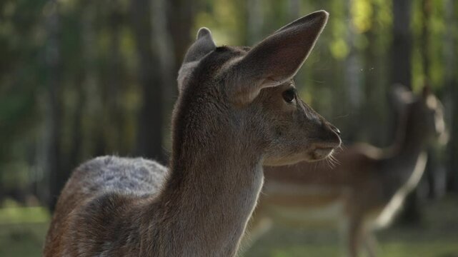 Whitetail spotted young deer turns its head back slow motion. Young true deer grazing in the wild. Whitetail sika deer walking in forest