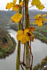 Obraz premium Mosel Wein Herbst Weinblatt Weinstock Riesling Bremmer Calmount