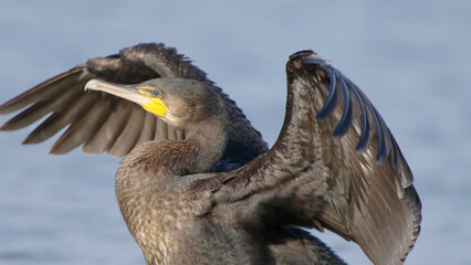 Great cormorant bird close-up, Phalacrocorax carbo
