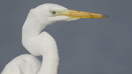 Great egret bird close-up, white heron Ardea alba