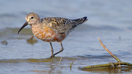 Curlew sandpiper bird in summer, wader shorebird Calidris ferruginea