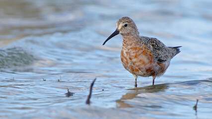 Curlew sandpiper bird in summer, wader shorebird Calidris ferruginea