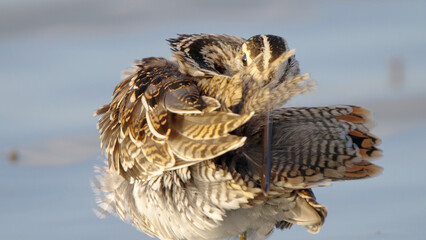 Common snipe bird close-up