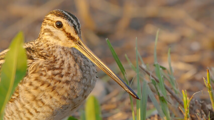 Common snipe bird close-up