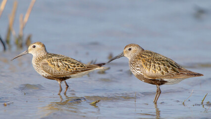 Dunlin bird in spring, sandpiper wader shorebird Calidris alpina