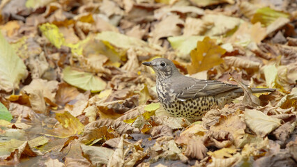 Mistle thrush bird in the autumn forest, Turdus viscivorus