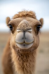 Obraz premium A close up of a camel's face in the desert
