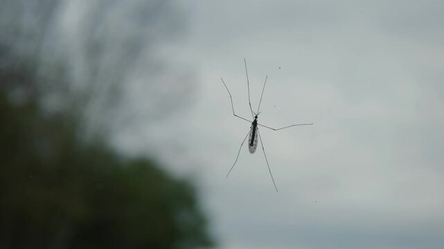 Crane Fly On The Outside Of Residential House Window