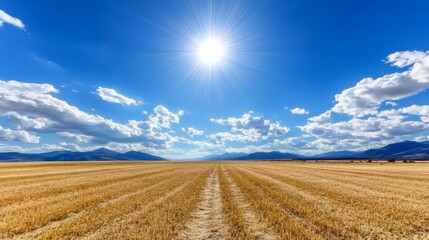 Fototapeta premium A field of ripe wheat under a bright blue sky