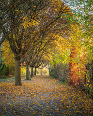 Naklejka premium Kolorowe liście na drzewach jesienią w miejskim parku