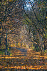 Jesienna droga pomiędzy drzewami z leżącymi na ziemi kolorowymi liśćmi  © af-mar