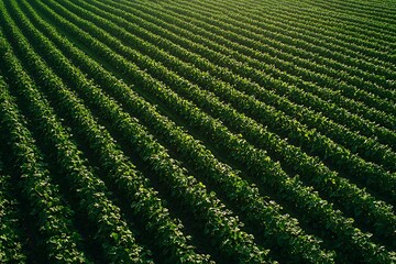 Verdant soybean plantation aerial view of lush green rows, agricultural landscape, sustainable farming, sunlit crop fields.