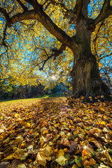 Słońce przebijające się przez kolorowe liście jesiennych drzew © af-mar