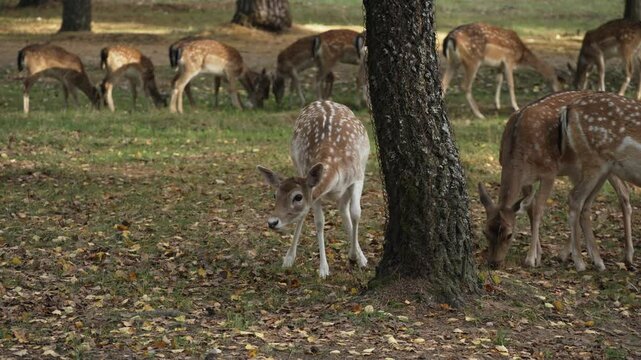 Large herd of Whitetail spotted roe deer on pasture looking for food slow motion. Young true deer grazing in the wild. Whitetail sika deer walking in forest