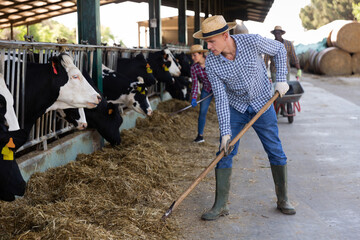 Portrait of a focused male farmer working in a cowshed near a stall
