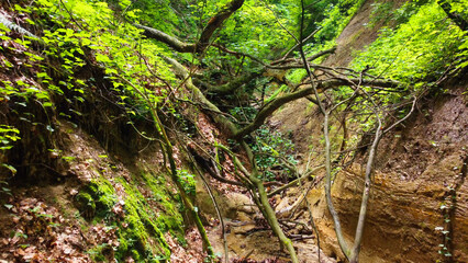 Fototapeta premium Overgrown forest gully with twisted branches and moss-covered slopes