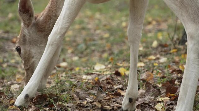 Legs with hooves close up and faces of two Young deer eating grass slow motion. Young true deer grazing in the wild. Whitetail sika deer walking in forest