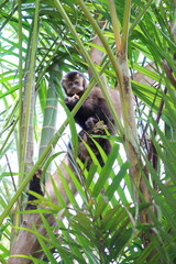 the squirrel in the zoo