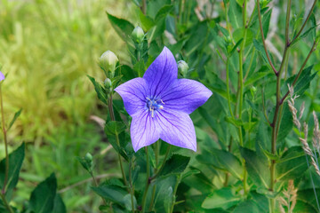 Platycodon grandiflorus in gardening. Balloon flowers. Medicine wildflowers in meadow. Cottage...
