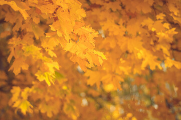 autumn, yellow leaves, red leaves, leaves, background, nature, landscape