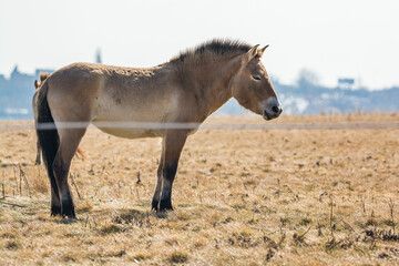 Equus przewalskii in meadows of Prague in Divci Hrady, Czech republic