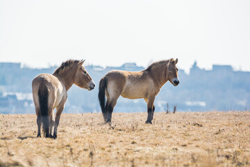 Obraz premium Equus przewalskii in meadows of Prague in Divci Hrady, Czech republic