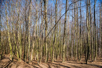 Forest in Divci hrady natural monument in Winter, Prague, Czech republic