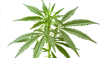 Close-up of lush green cannabis leaves on a white background, showing detailed serrations and structure