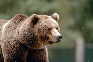 Obraz premium Brown Bear Standing: Isolated on Transparent Background