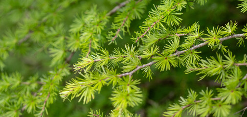 close up of green needles, nature background