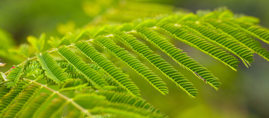 close up of green leaves, nature background