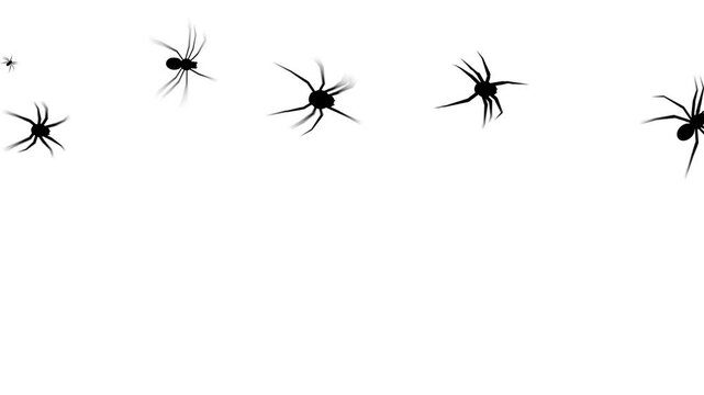 Animated crawling spiders on transparent background. Clusters of creepy black insects moving across the screen.