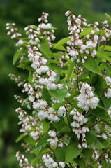 Deutzia scabra bush blooms in nature